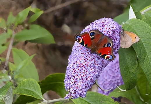 Pfauenauge mit Meadow brown ( großes Ochsenauge )