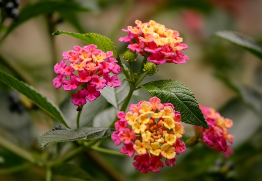 Blüten