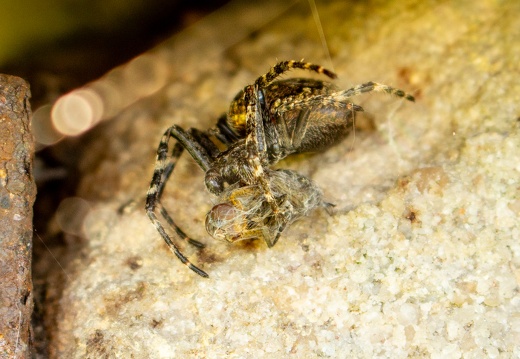 Natürliche Konserve