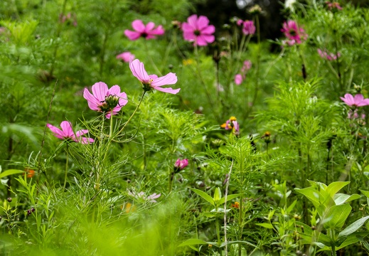 Wildwiese