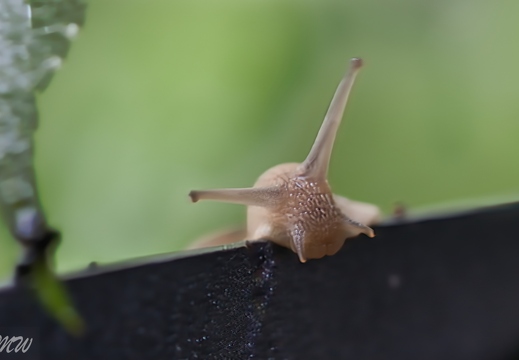 Boah, ist mir schlecht