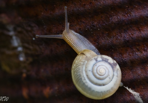 hat im Arsch a Zwiebele