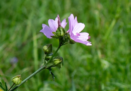 Blüte