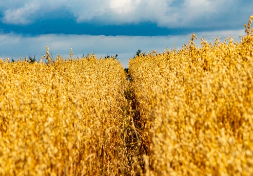 Ein Pfad im Kornfeld