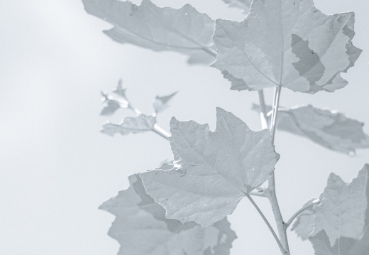 Silverleaf