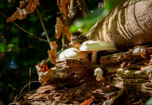 Pilze auf Holz