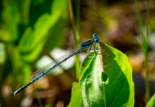 Federlibelle