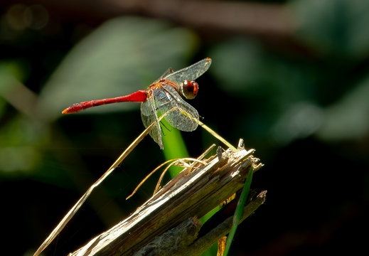 Blutrote Heidelibelle