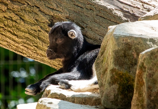 Siesta