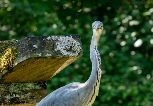 Graureiher Portrait