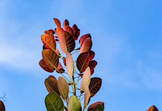 Nur Grün kann jeder