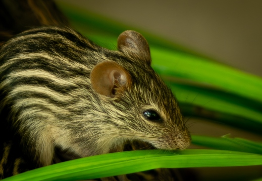 Streifengrasmaus
