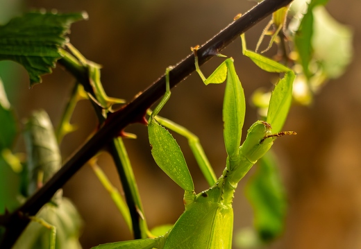 Wandelndes Blatt