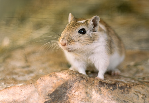 Wüstenrennmaus