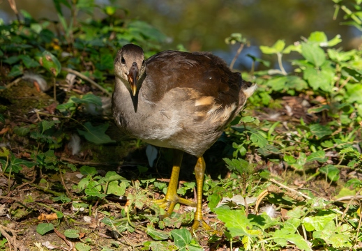 Junges Teichhuhn