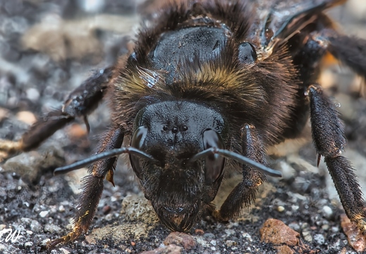 Steinhummel