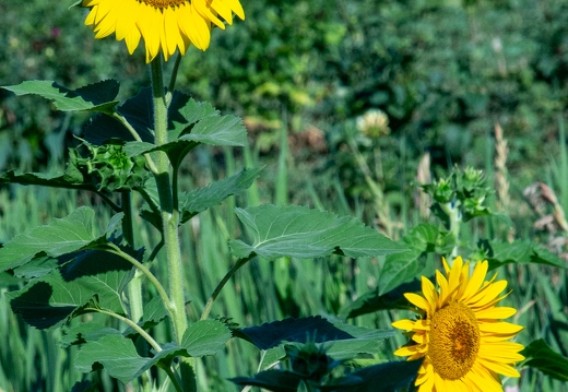 Sonnenanbeter