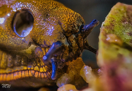 Schnecke beim Fressen