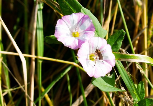 Ackerwinde mit heller Tanzfliege