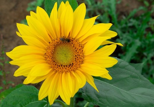 Sonnenblume mit Biene