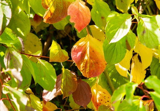 Herbstfarben