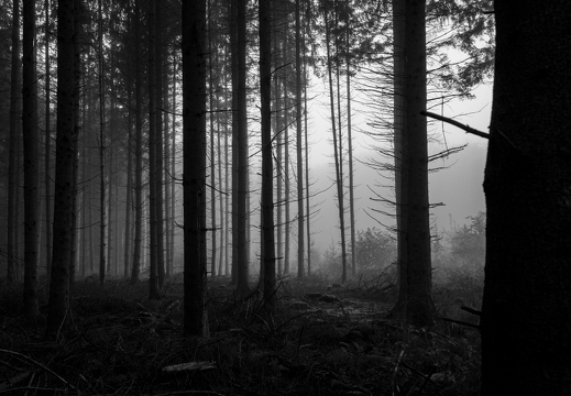 Nebelwald