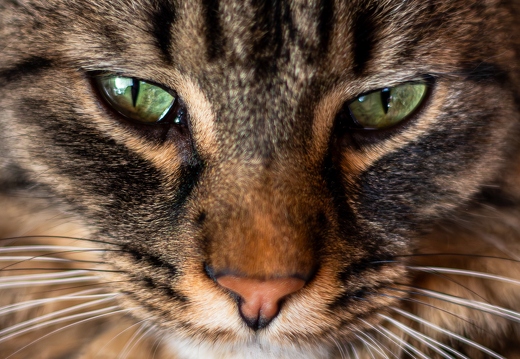 Tiere