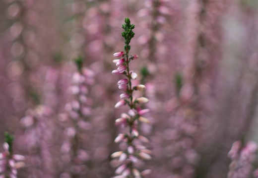 Blumenkasten