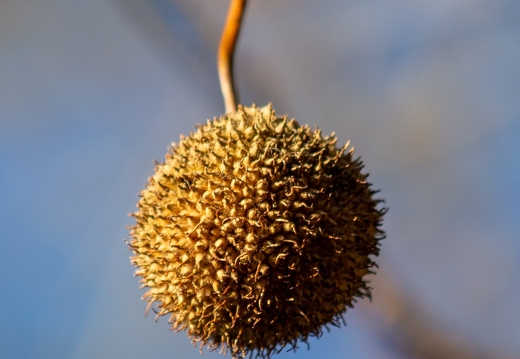Platanenfrucht