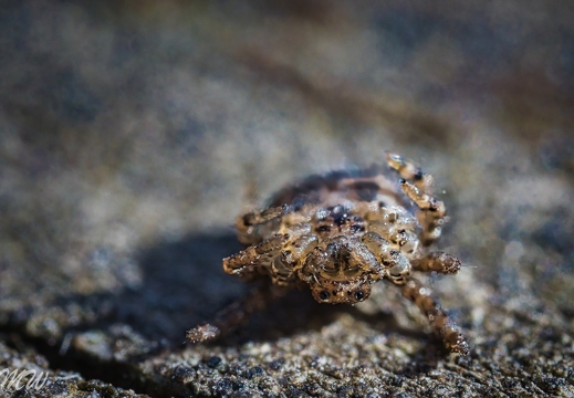 Spinne während der Häutung