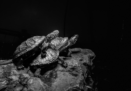 Ninja Turtles