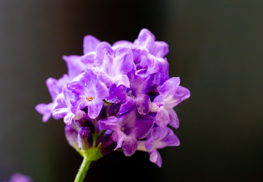 Lavendelblüte