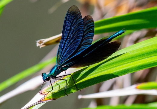 Blauflügel Prachtlibelle