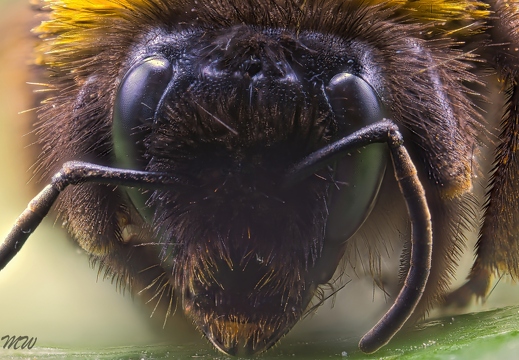 Dunkle Erdhummel 