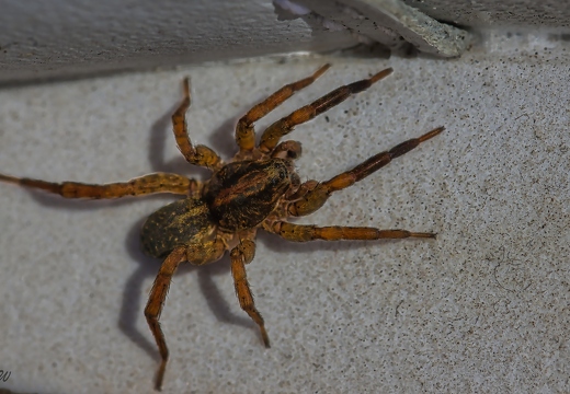 Wolfspinne (Lycosidae) 