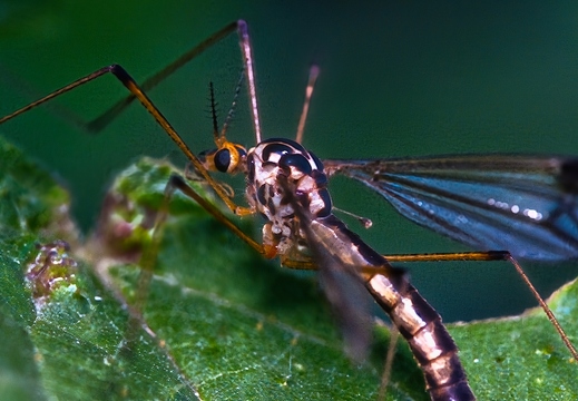 Tipula 