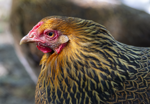 Goldhuhn