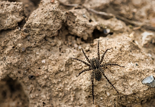 Junge Wolfspinne (Lycosidae) 