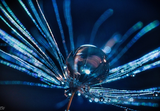 Pusteblume