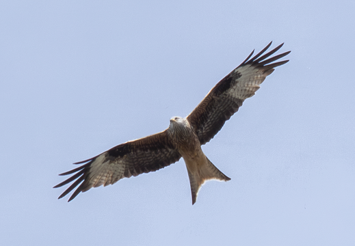 Maeusebussard
