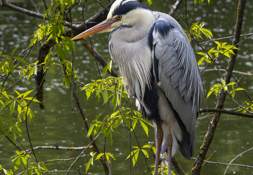 Fischreiher