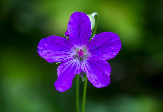 Blümchen