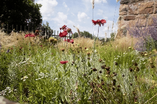 Burg Esslingen - Garten